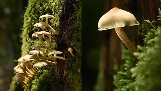 How to: Create still life stories in nature