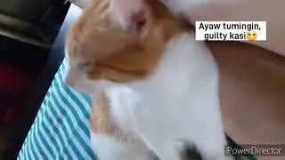 Waking up in the morning with cats. | Inaway ni Bunso si Kuya!