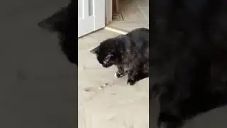 Кошка блюёт. Ч 3.