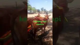 kerapan sapi madura