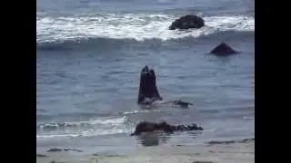 ELEPHANT SEALS - ELEPHANTS DE MER