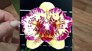 ОРХИДЕЯ 150 | ОРХИДЕИ ОТ Yaphon Orchid, РАСПАКОВКА ПОСЫЛКИ С ШИКАРНЫМИ ОРХИДЕЯМИ |