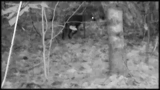 Epic Trailcam shots of wild canines.