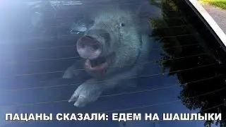Охота на кабана