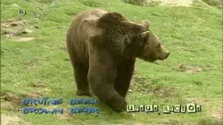brown bear - bruine beer - ursus arctos #01