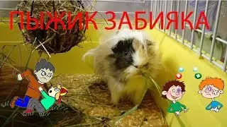 Пыжик забияка