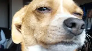 KATARSIZO GOBLINO // original animation meme - FLASH WARNING