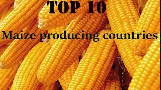 TOP 10- Maize producing countries (1960-2018)