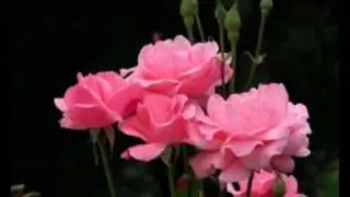 سورة الرعد بصوت القارئ الشيخ كامل الدليمي الجزء الاول 1\2