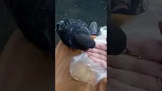НАГЛОСТЬ - ВТОРОЕ СЧАСТЬЕ