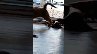 Orange cat zoomies