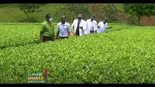 Best management practices in Tea Farming - Kericho