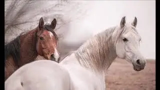 Новая Цыганская песня 2019 