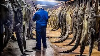 كيف تتم تربية ملايين التماسيح للحصول على اللحوم والجلود في الصين!!