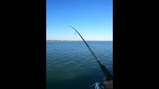 BONITA FLAMENCA que le ENTRO al MICROJIG de TUGSTENO #huelva #fishing #spinning #pesca