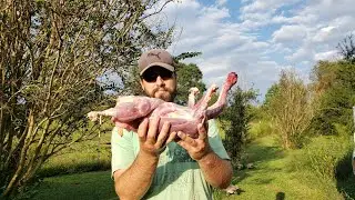 Muscovy Duck Harvest