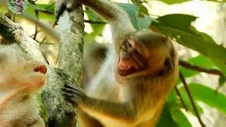 My God , Sweetpea scaring much cos mom Popeye |What happen on mom Popeye with Sweetpea? |