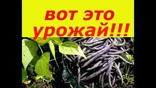 СУПЕР УРОЖАЙНАЯ ФИОЛЕТОВАЯ ФАСОЛЬ, РАСТЕТ САМА ПО СЕБЕ , ДАЕТ ОГРОМНЫЙ УРОЖАЙ !