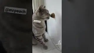 мята и кот 🐱 #кот #cat #смешные #тикток #shorts