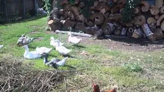 Утки, гуси, куры 1.