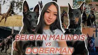 BELGIAN MALINOIS VS DOBERMAN | WHICH ONE IS RIGHT FOR YOU?