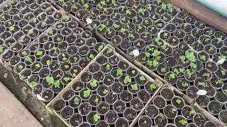 3 апреля☀️☀️☀️ Жизнь закипела💃🕺 Рассада🍓🍓🍓