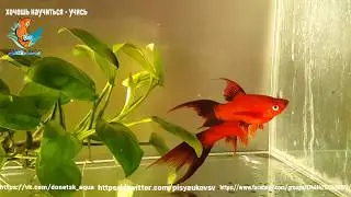 чернохвостый меченосец, аквариумистика для всех, содержание, разведение