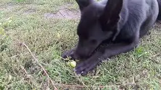 Гром ивиноград