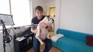 Почему взрослые бульдоги не любят гулять.