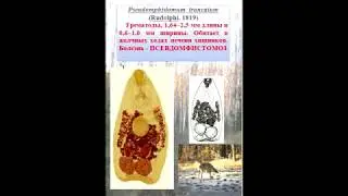 Трематоды диких животных ПГРЭЗ