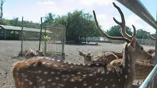 Sundarban Visitor with Deer