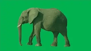 Green Screen Effect - Animals - Elephant - FiazKhadmi
