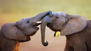 The Incredible Abilities of Elephants' Mighty Trunks