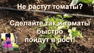Tomatoes do not grow after planting, turn yellow. Do this: tomatoes will quickly grow. Top dressing