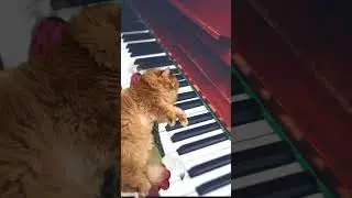 Кот играет на пианино 🎹