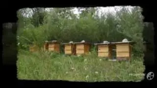 пчеловодство опыт и долголетний труд