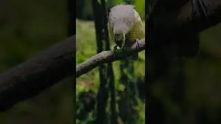 You Won’t Believe This Bird’s Dance Moves!  #shorts #mustwatch #viral #wow #naturelovers #viralvideo
