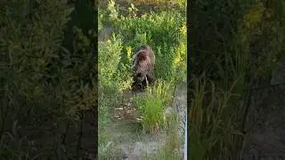 Мишка на севере! 
