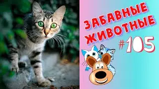Приколы с Животными #105 / Смешные Животные 2020 / Приколы / Приколы про Животных / Лучшие Приколы