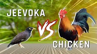 Brave Jeevoka Vs Angry Chicken | lets see who wins?