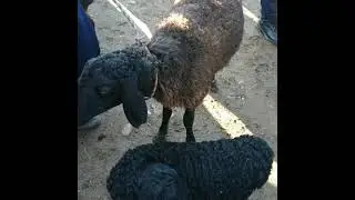 DEHQONOBOD MOL BOZORI GUMBULOQ MOL BOZORI GUMBULOQ MOL BOZORI 2- QISM