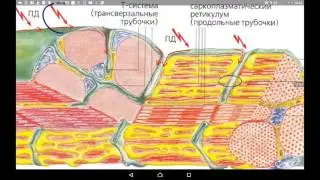 Физиология | Физиология мышечного сокращения