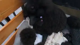 Щенки королевского пуделя  Питомник Эмерэй. Standard Poodle Puppies, Emerei Kennel