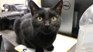 Eye on Gillette- Animal Control