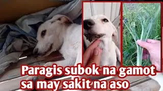 Paragis subok na mabisang gamot sa may sakit na aso