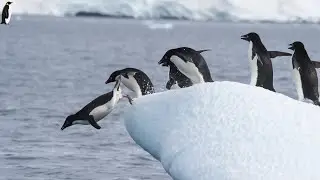 The Fascinating World of Penguins: Unveiling Exclusive Facts