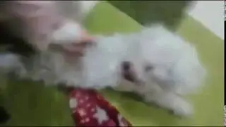 The girl playing with the dog is so adorable in their house NEW