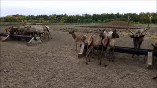 Алтайские маралы в Татарстане!
