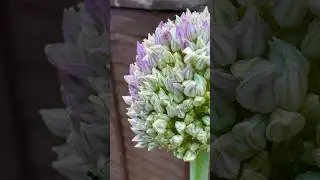 What is it? And yes, you can eat it.