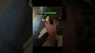 His Cat Just Had Kittens Watch Until The End 🧡